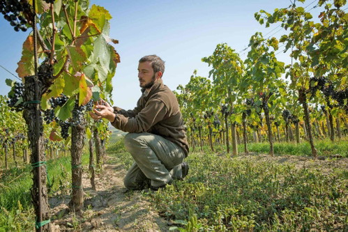 Georg Prieler aus Schützen steht für feine Weißburgunder mit Leithaberg DAC.