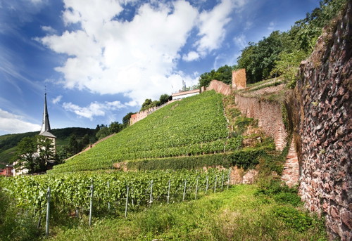 Spitzenlagen haben meist auch dem Auge etwas Besonderes zu bieten – wie der historische Klingenberger Schlossberg, der von Paul und Sebastian Fürst wieder aufgestockt wurde.&nbsp;