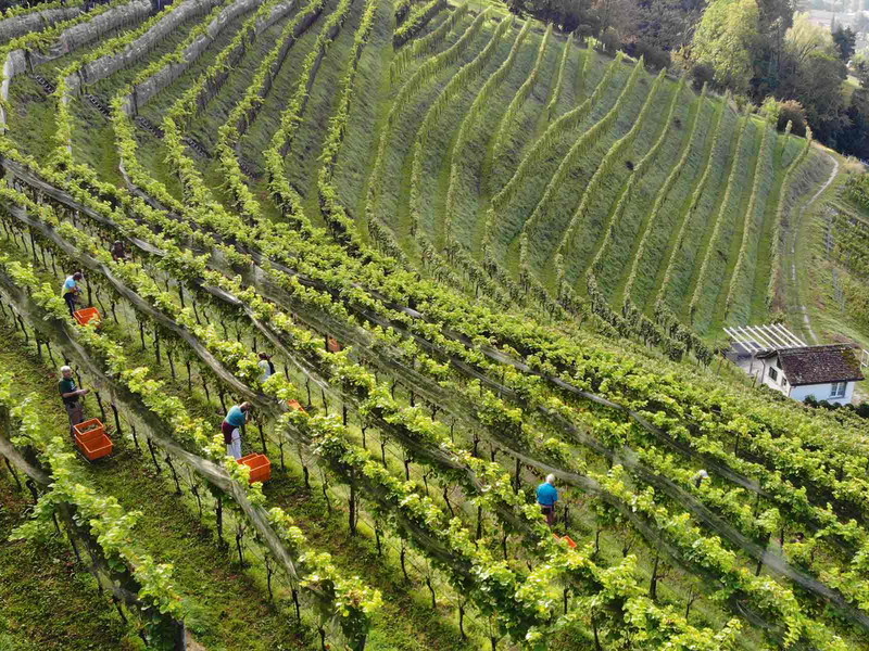Die Rebberge des Strickhofs in der Region Winterthur. Dort gedeiht unser Siegerwein.