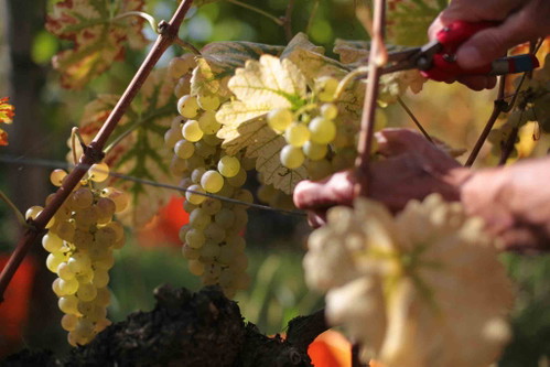 Trauben von Anne-Claire Schott, Winzerin in Twann.