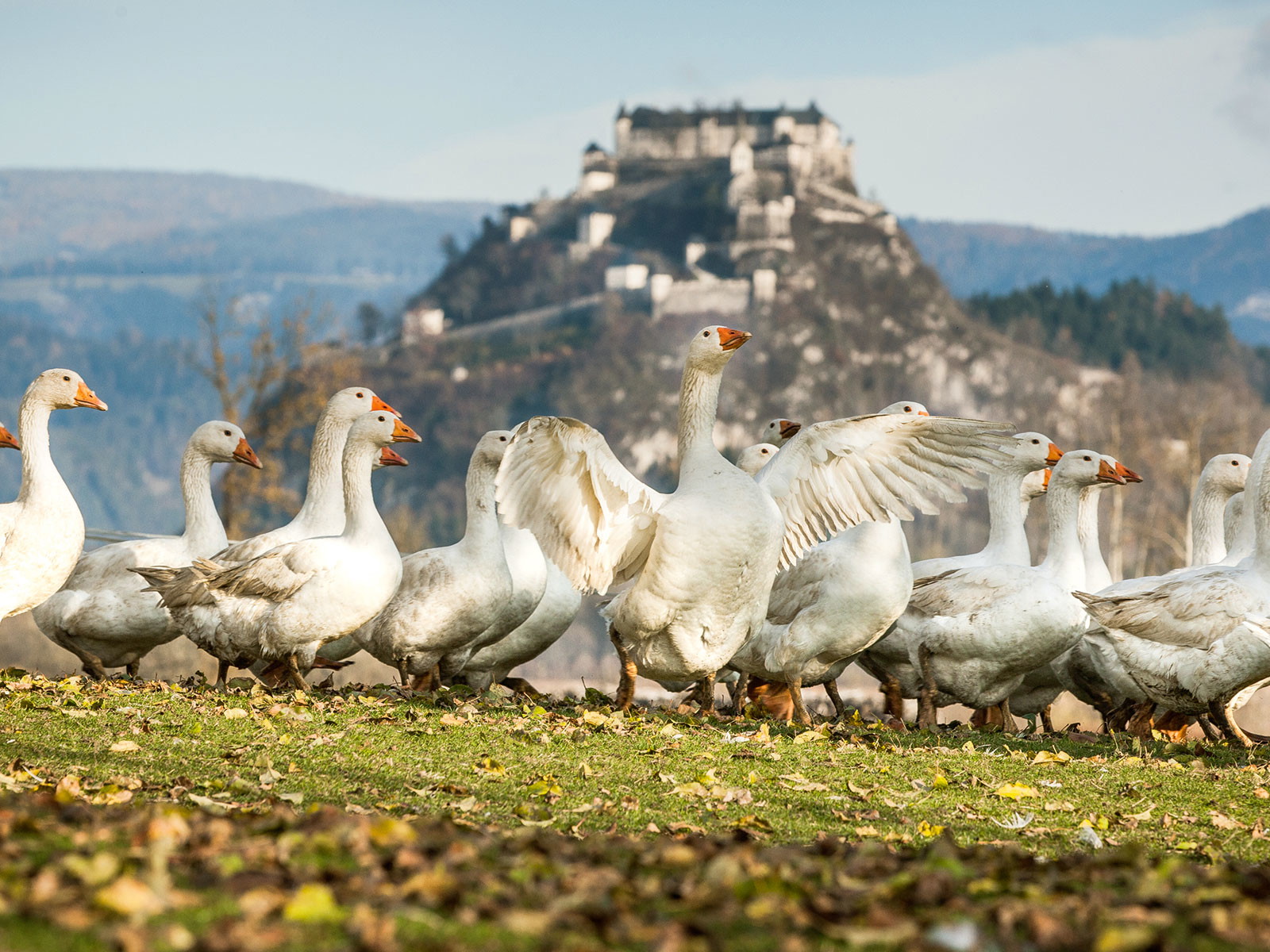 Artgerechte Haltung der Gänse ist auf Iris Stombergers Hof oberste Prämisse.