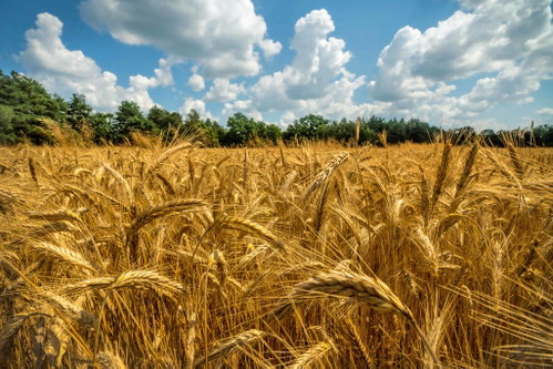 Ob kunstvoll gefertigte und gefärbte Farfalle (Bild oben) oder die kreisrunden Anellini: Letztlich entscheidet über die Güteklasse der Pasta die Qualität des Hartweizens, der auf Italiens Feldern reift.