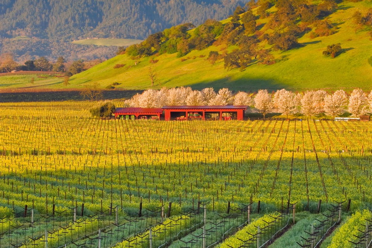 Am Fusse der schützenden Vaca Mountains liegt der Weingarten von Screaming Eagle im Oakville District von Napa Valley (gr. Bild). Der Franzose Armand de Maigret führt das Weingut seit 2010 (re.).