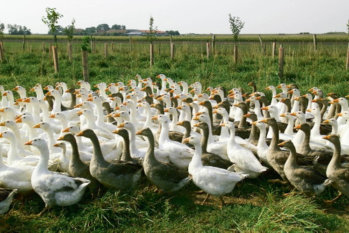 Eine Gans muss neun Kilo Futter fressen, um ein Kilo Gewicht zuzulegen.