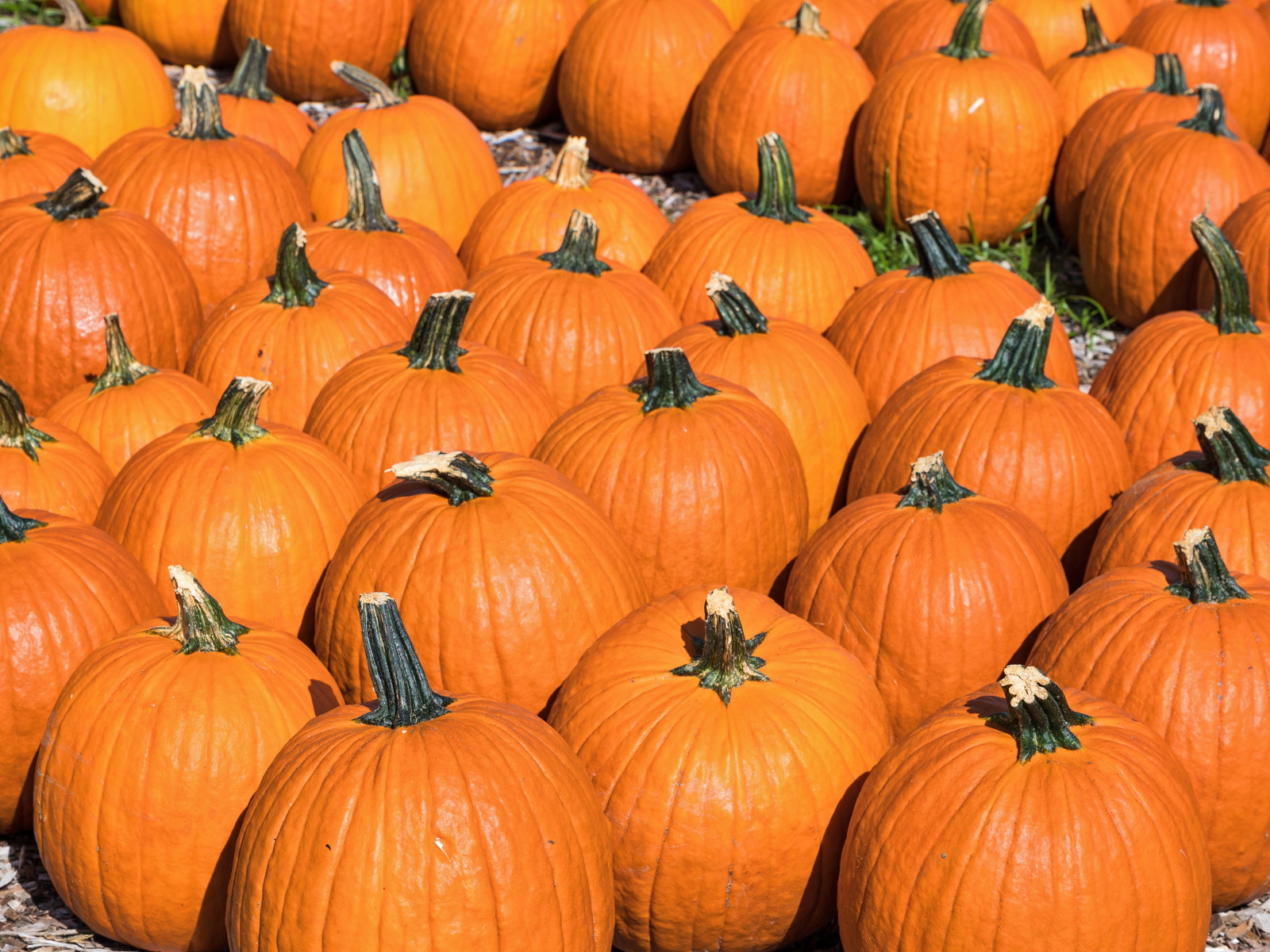 Pumpkin Shortage Could Haunt American Customers This Halloween
