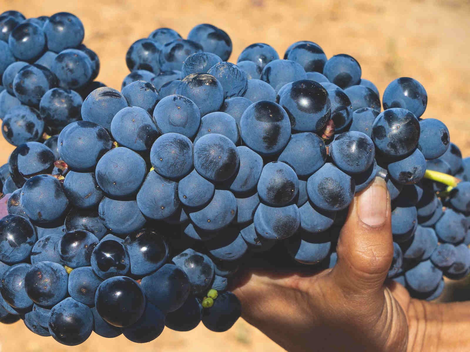 Ribera del Duero: The New Freshness&nbsp;