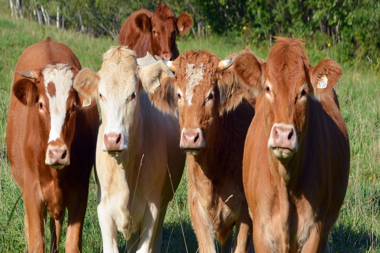 Limousin