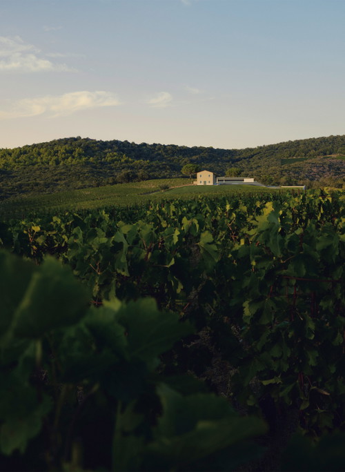 Das Weingut Masseto