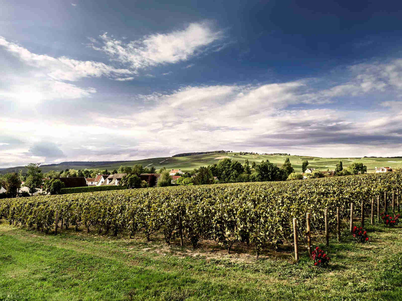 Billecart-Salmon's Clos Saint-Hilaire Vineyard