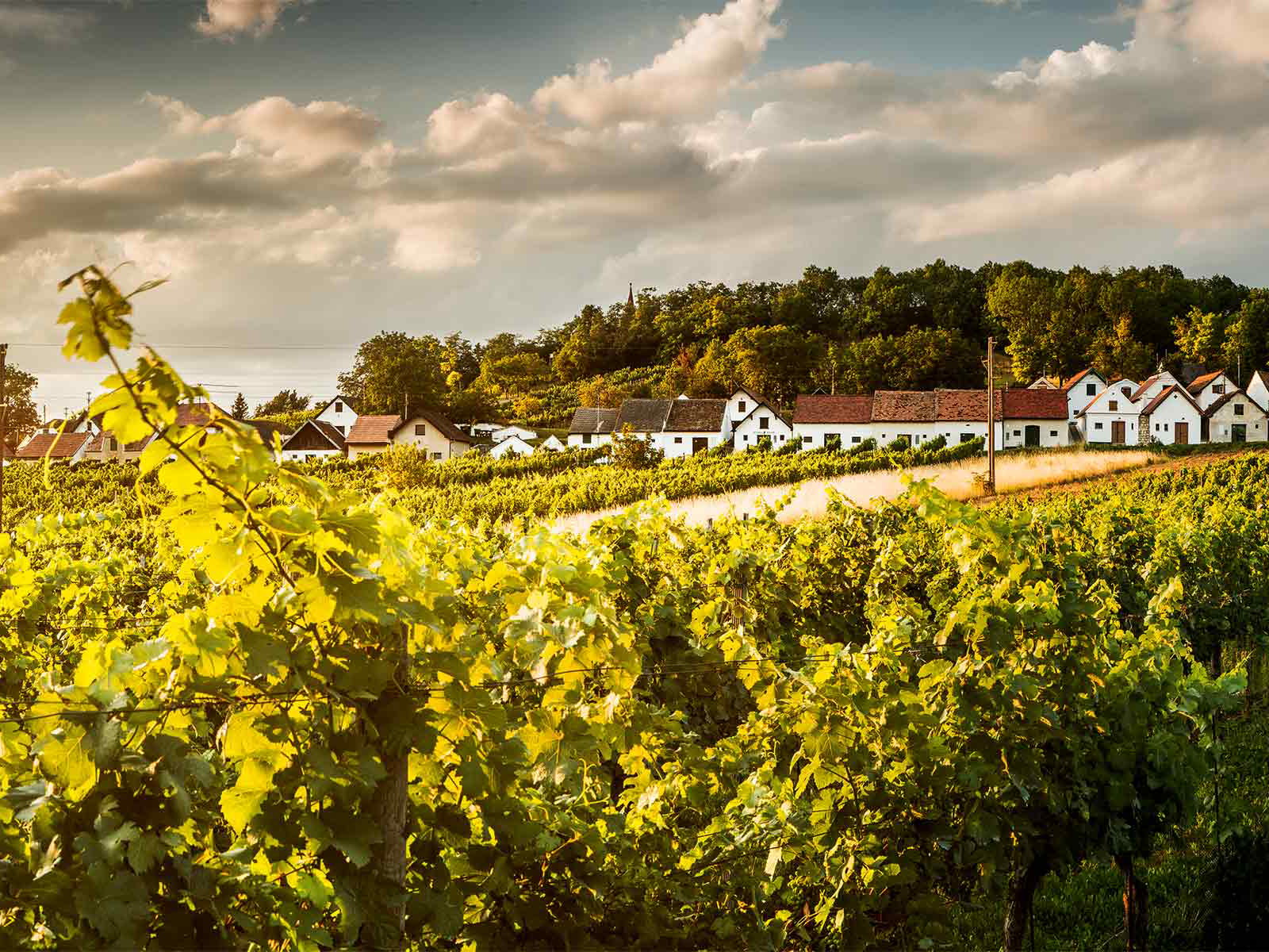 Erntezeit im Weinviertel