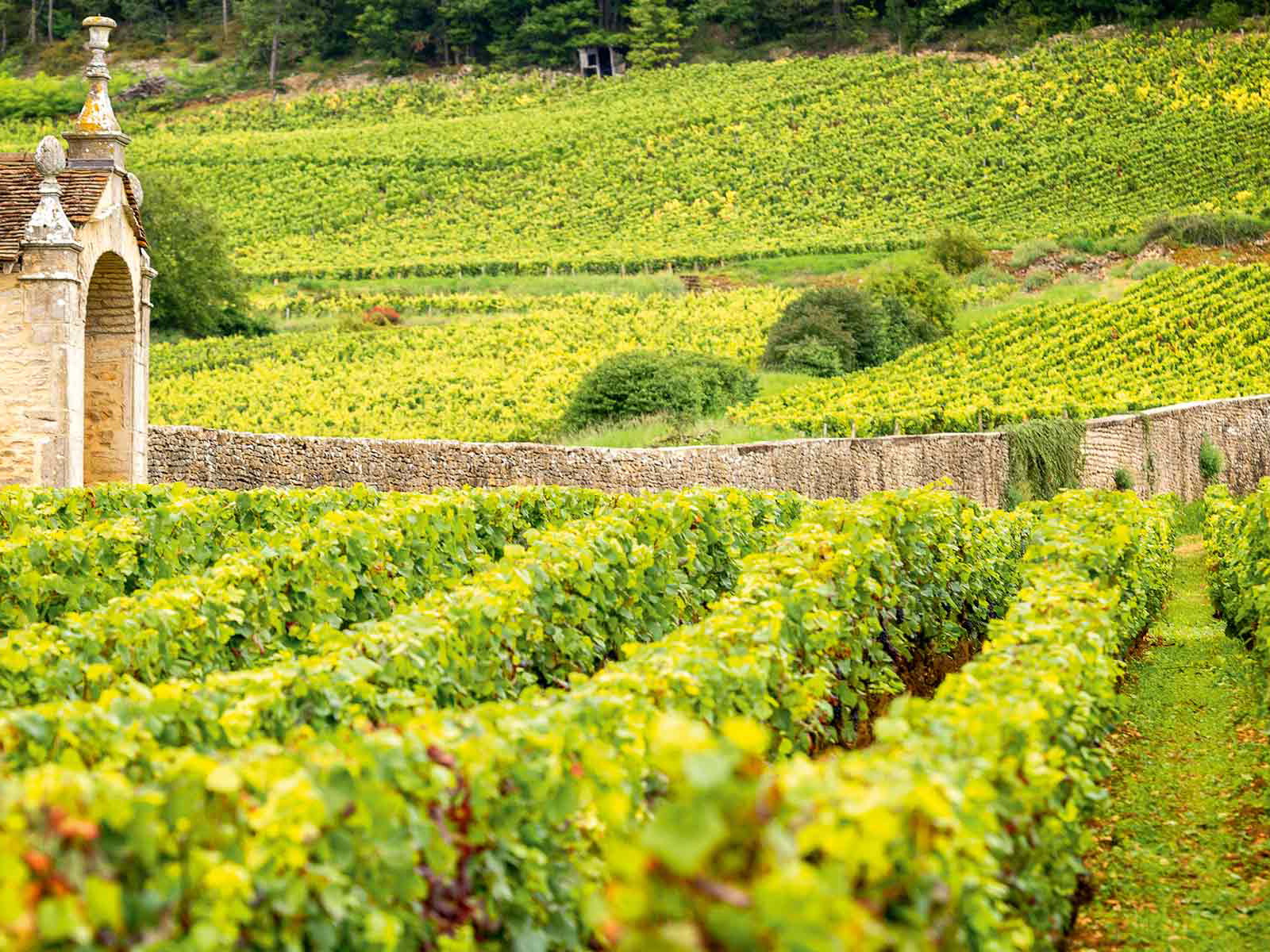 Grand-Cru-Lagen im Vosne-Romanée in der Côte de Nuits