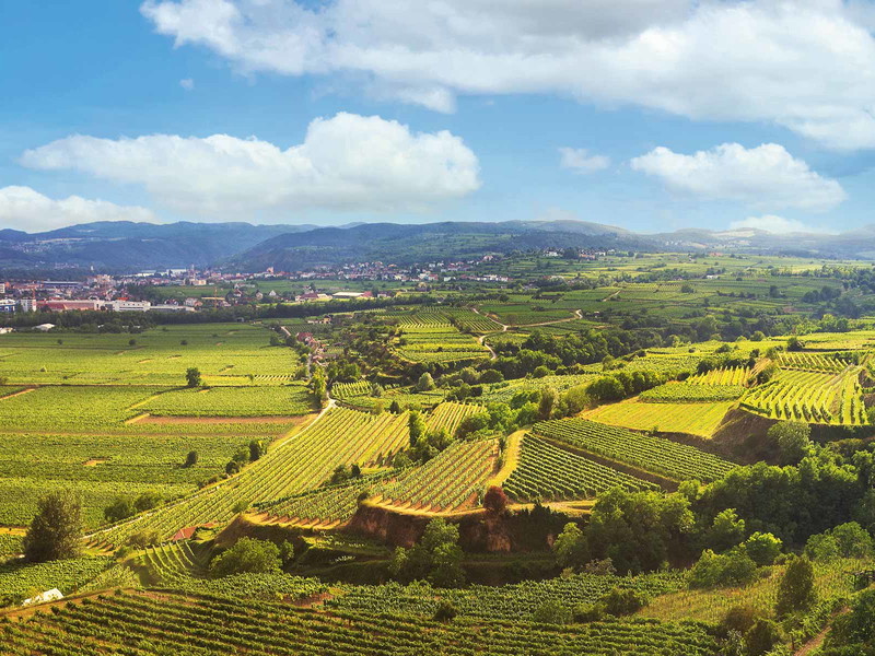 Mächtige Lössterrassen wie hier bei Rohrendorf sind ein idealer Standort für saftige Grüne Veltliner.