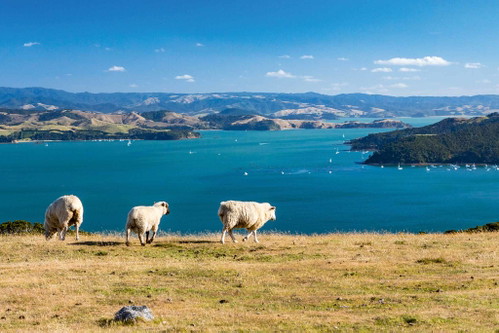 Mit der Fähre keine Stunde entfernt liegt die Rotwein-Insel Waiheke.