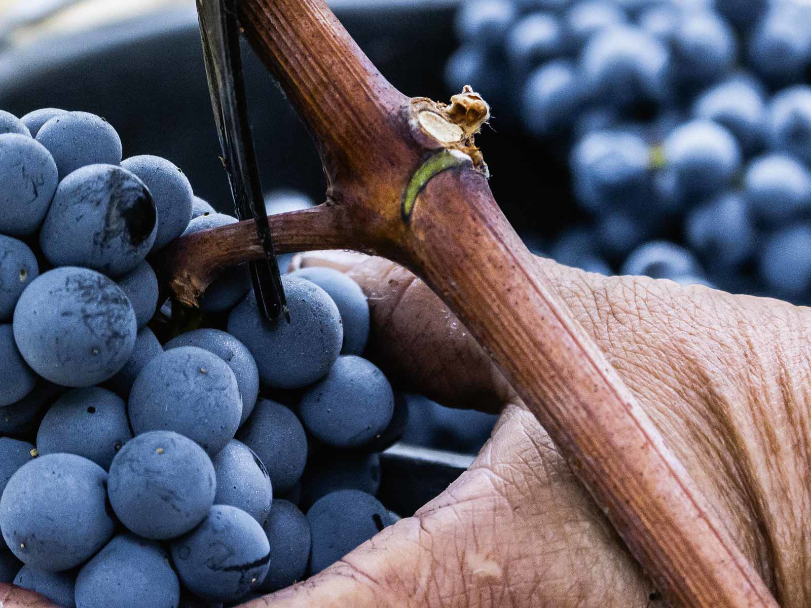 Unter der Sonne des Rhônetales reifen würzige Rotweinsorten wie Syrah oder Grenache, die zu komplexen und langlebigen Weinen vinifiziert werden.