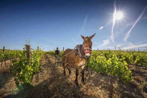 Der biodynamische Anbau spielt bei Marta Maté eine bedeutende Rolle. Langfristig soll ein lebendiges Ökosystem entstehen.