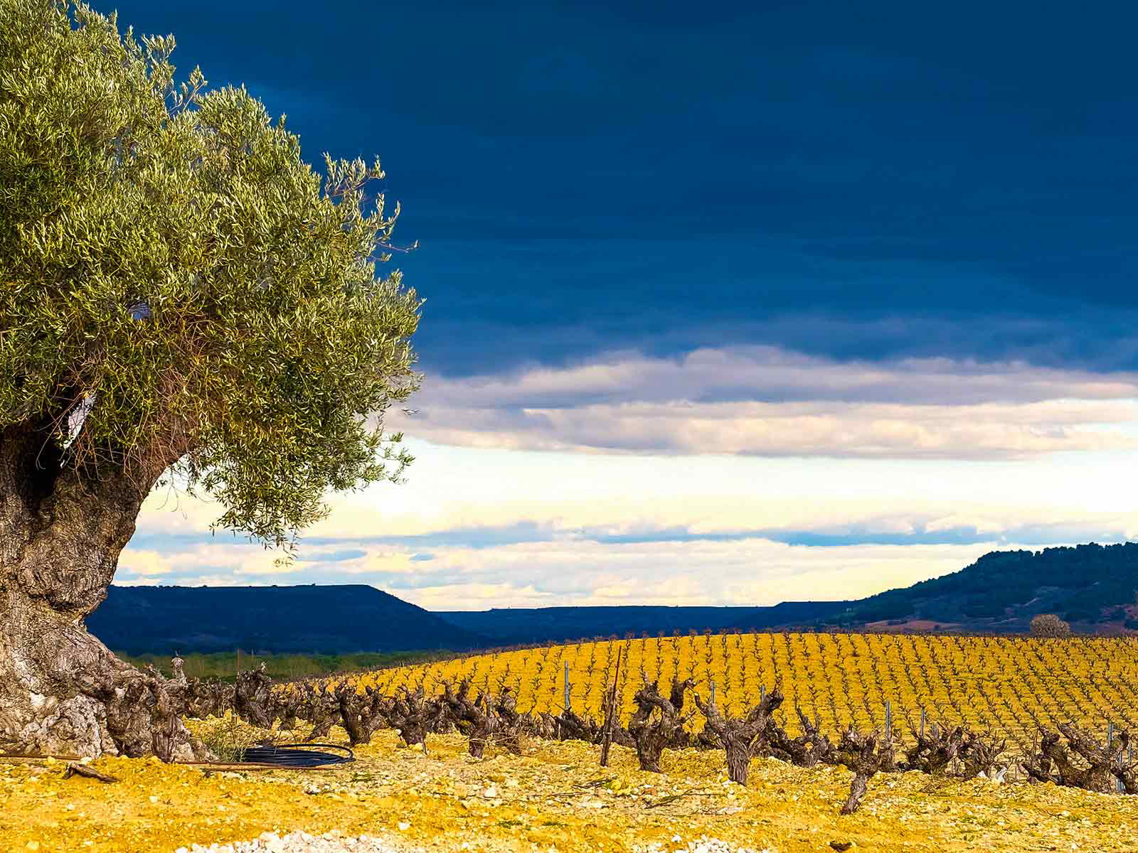 Selbst das Licht ist einzigartig in der Region Ribera del Duero.