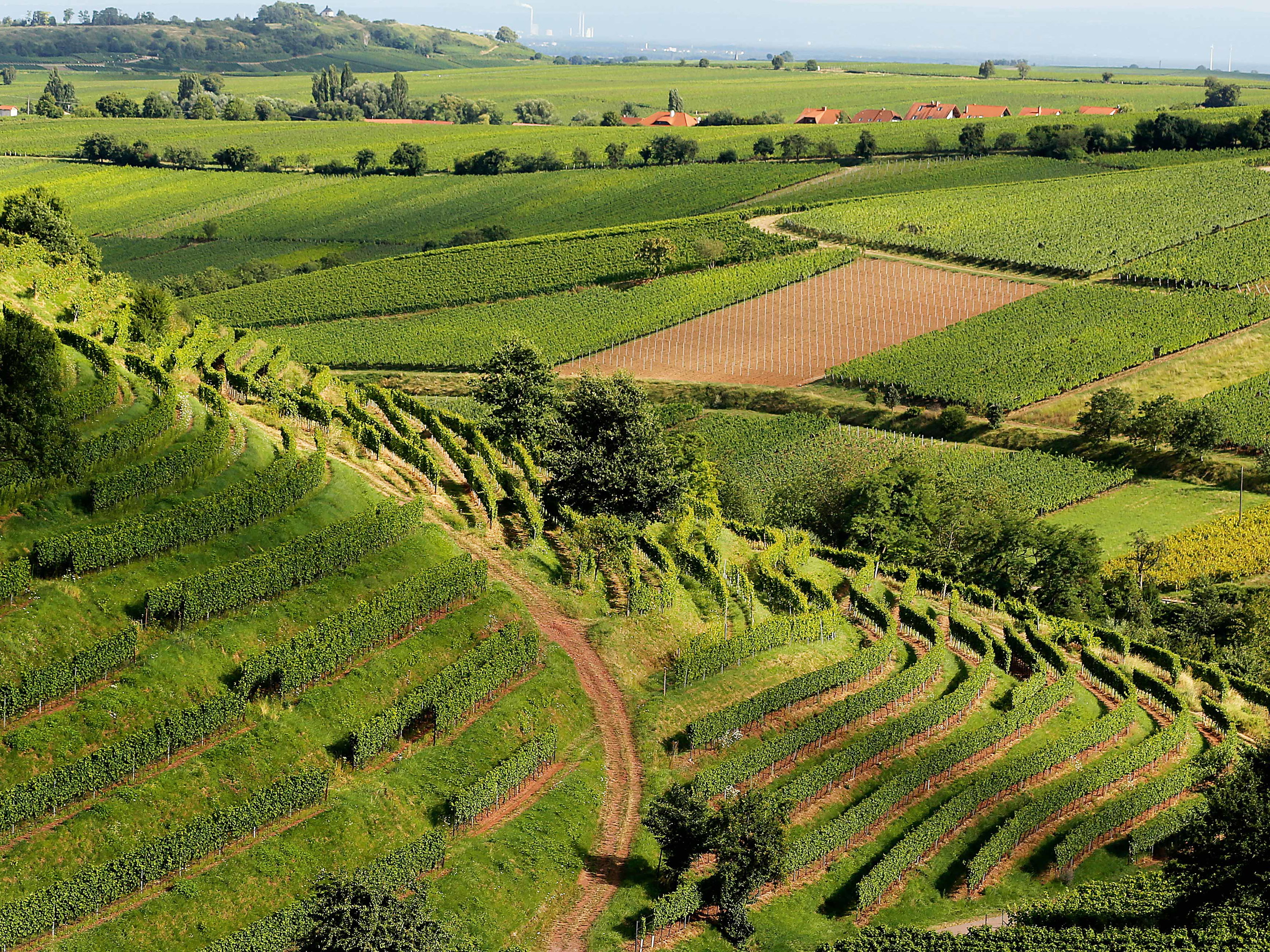 Blick vom&nbsp;Weingut Villa Hochdoerffer in Landau in der Pfalz