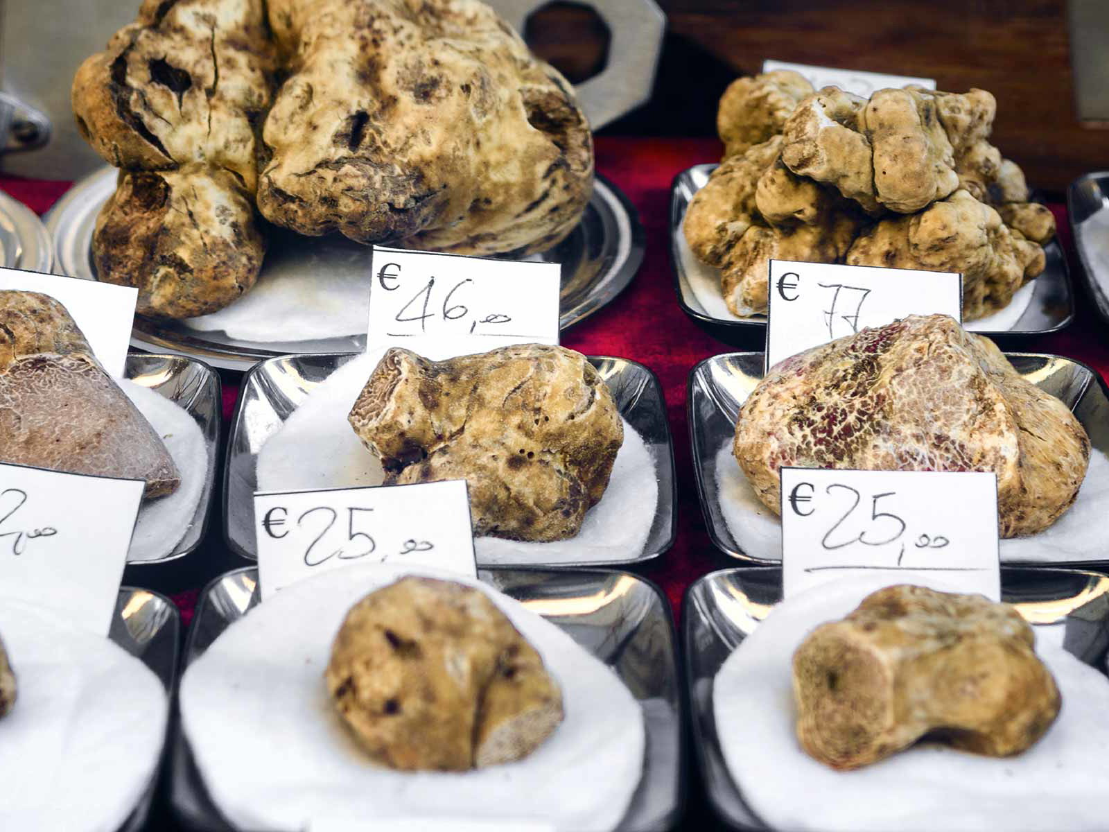Weiße Trüffeln in verschiedenen Größen und Qualitäten auf einem Händlerstand der Fiera del Tartufo von Alba, dem wichtigsten Trüffelmarkt der Welt.