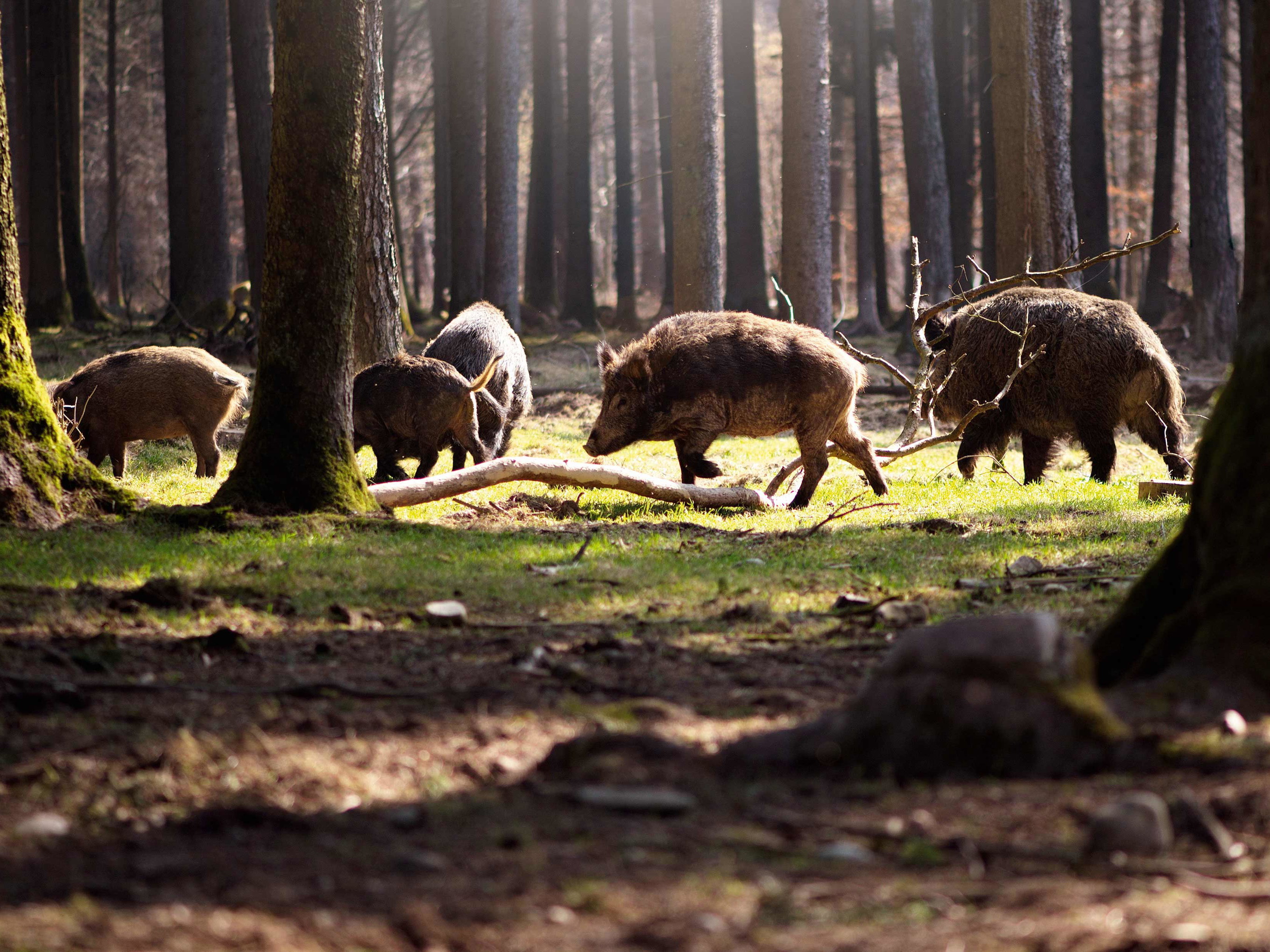 Von den Jägern wird sie als »Schwarzkittel« bezeichnet, der Koch verarbeitet die Wildsau zu würzigen Gerichten.