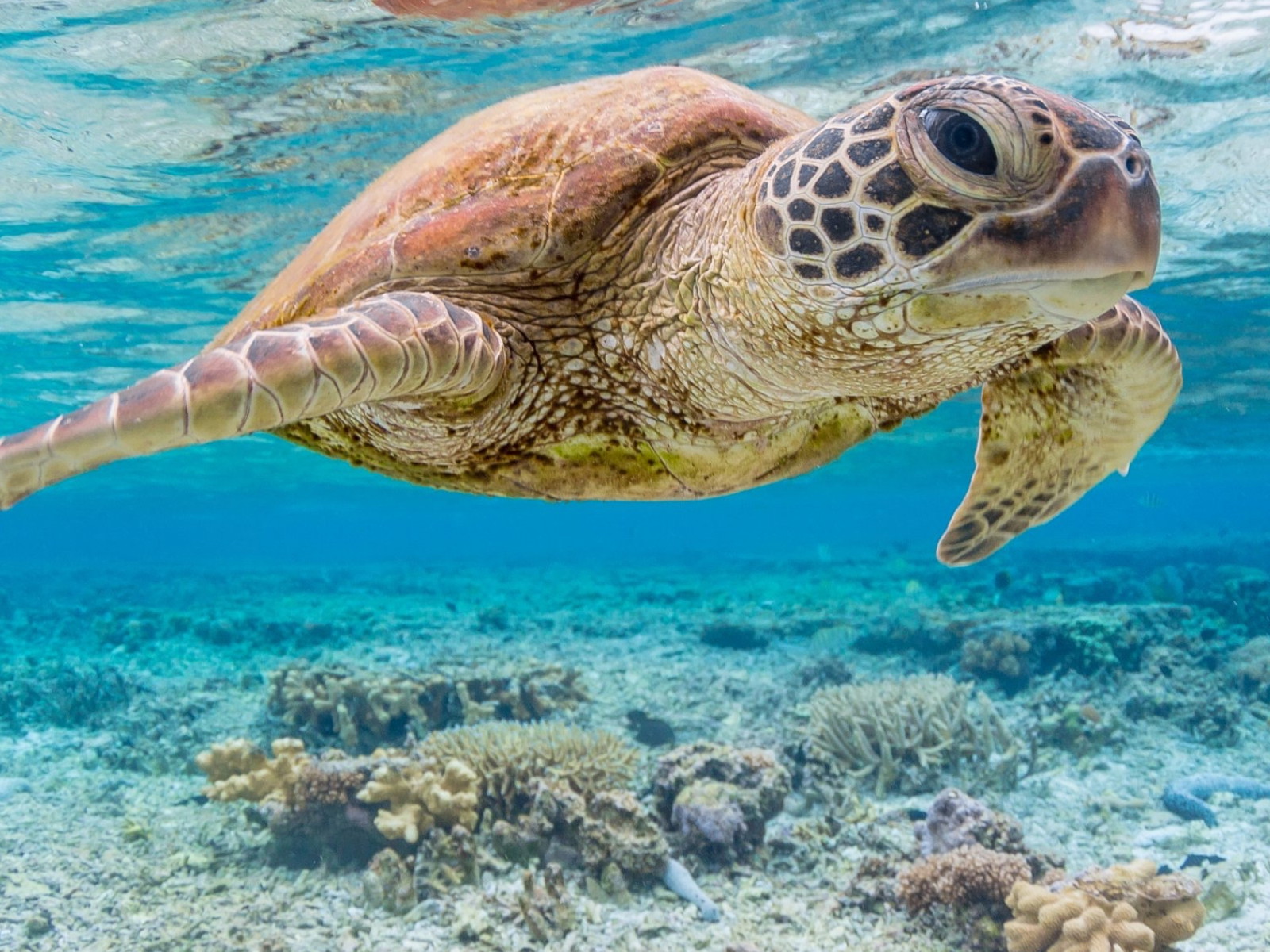 The Galapagos Islands is home to exotic wildlife like sea turtles.