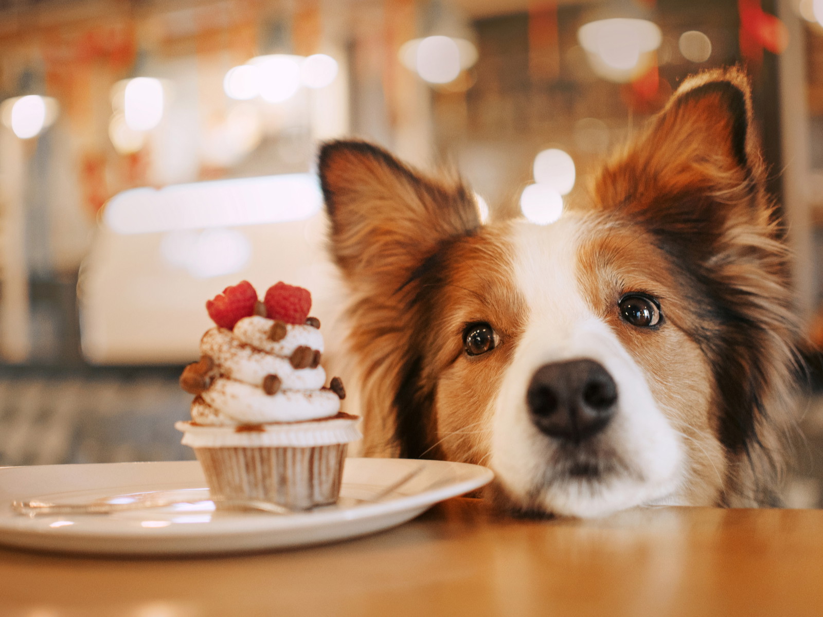 London’s First-Ever Christmas "Pup" Crawl&nbsp;