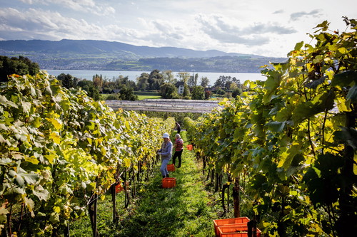 Die sanft abfallenden Rebhänge am Zürichsee bieten ideale Bedingungen für den Weinanbau – und herrliche Ausblicke.