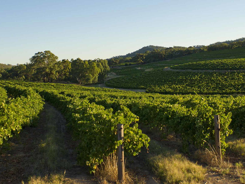 Clare Vineyards