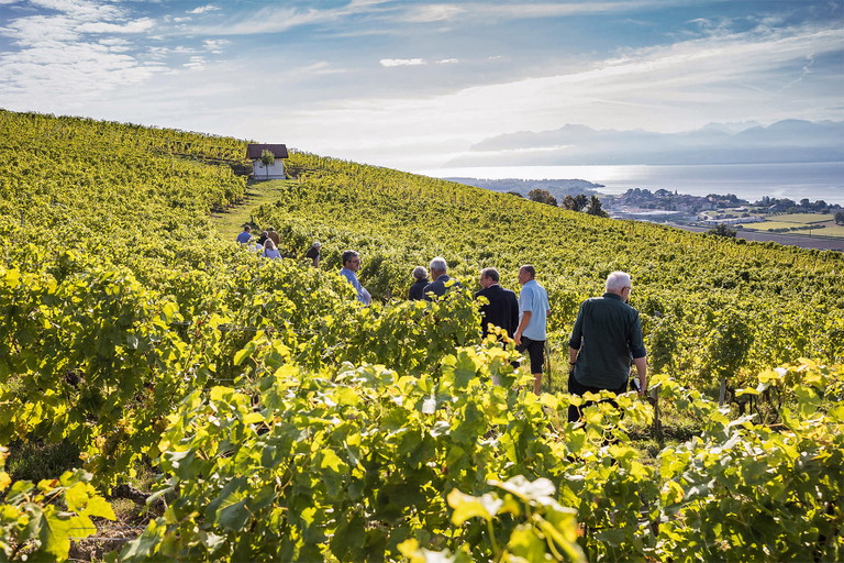 Führung durch das Chasselas- Konservatorium in Mont-sur-Rolle