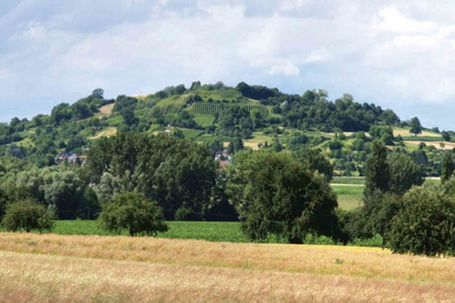 NEUE HÖHEN. Die Reben am »Galgenberg« am Bodensee reichen schon fast bis auf 480 Meter Höhe.