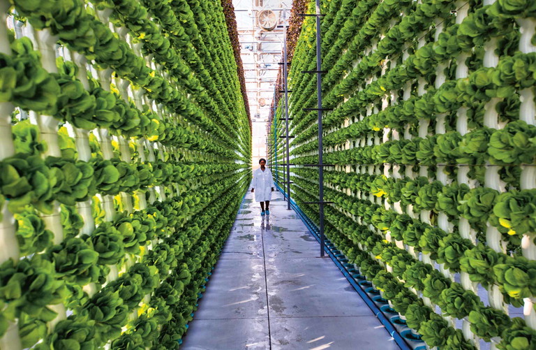 Vertikale Farmen helfen beim Anbau exotischer Gewächse.