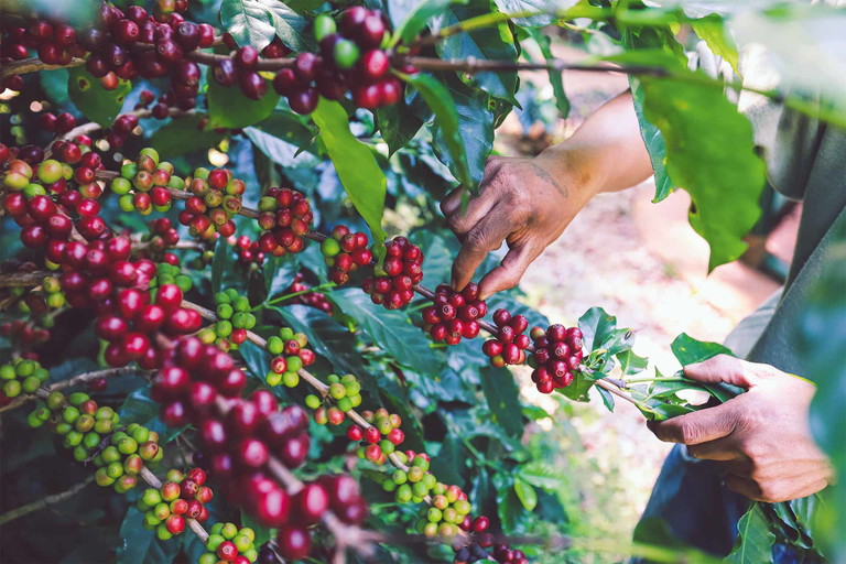 Kaffeeanbau zählt zu den wichtigsten Wirtschafts-faktoren Brasiliens.&nbsp;