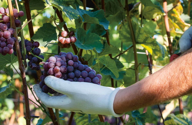 So heißt das Weingut von Silvia Nowak in den Niederlanden. Die Rebensorten auf dem ehemaligen Demeterhof weisen eine hohe Resistenz gegen häufige Pilzkrankheiten auf.