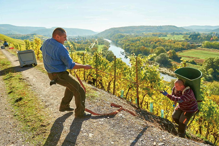 HANDARBEIT. Die Lese der meisten in Steillage angebauten Weine erfolgt per Hand und gestaltet sich alles andere als einfach. Doch der Weinbau am Steilhang hat auch Vorteile: Die wasserführenden Schichten im Berg versorgen die Reben selbst in Hitze­perioden mit ausreichend Feuchtigkeit.