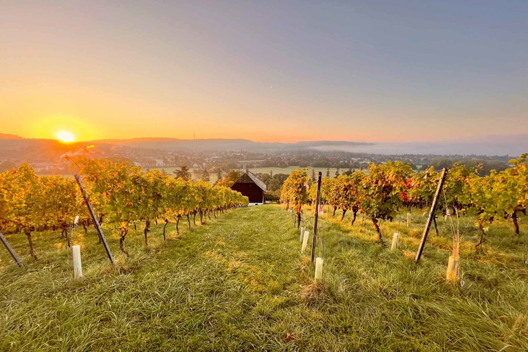 Das Weingut Riehen sicherte sich im Guide den Titel »Kollektion des Jahres«.