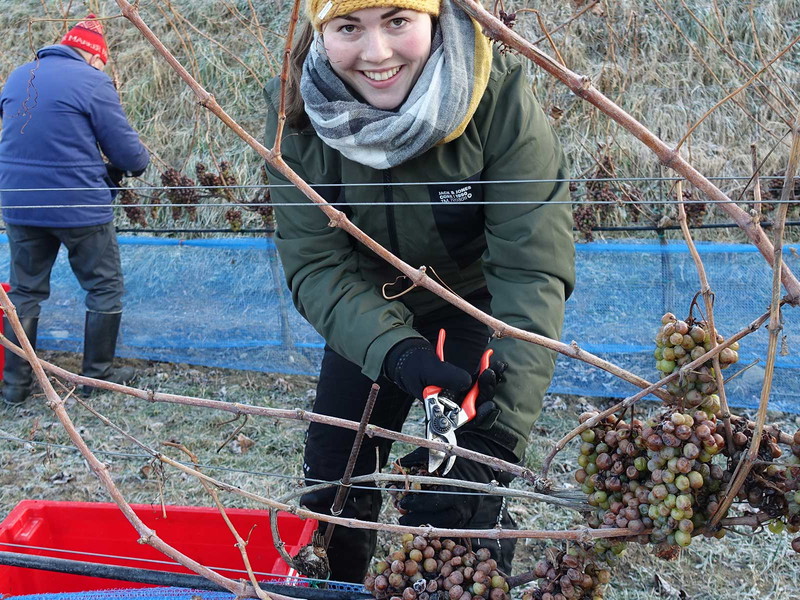 Jungwinzerin Diana Müller bei der Eisweinlese