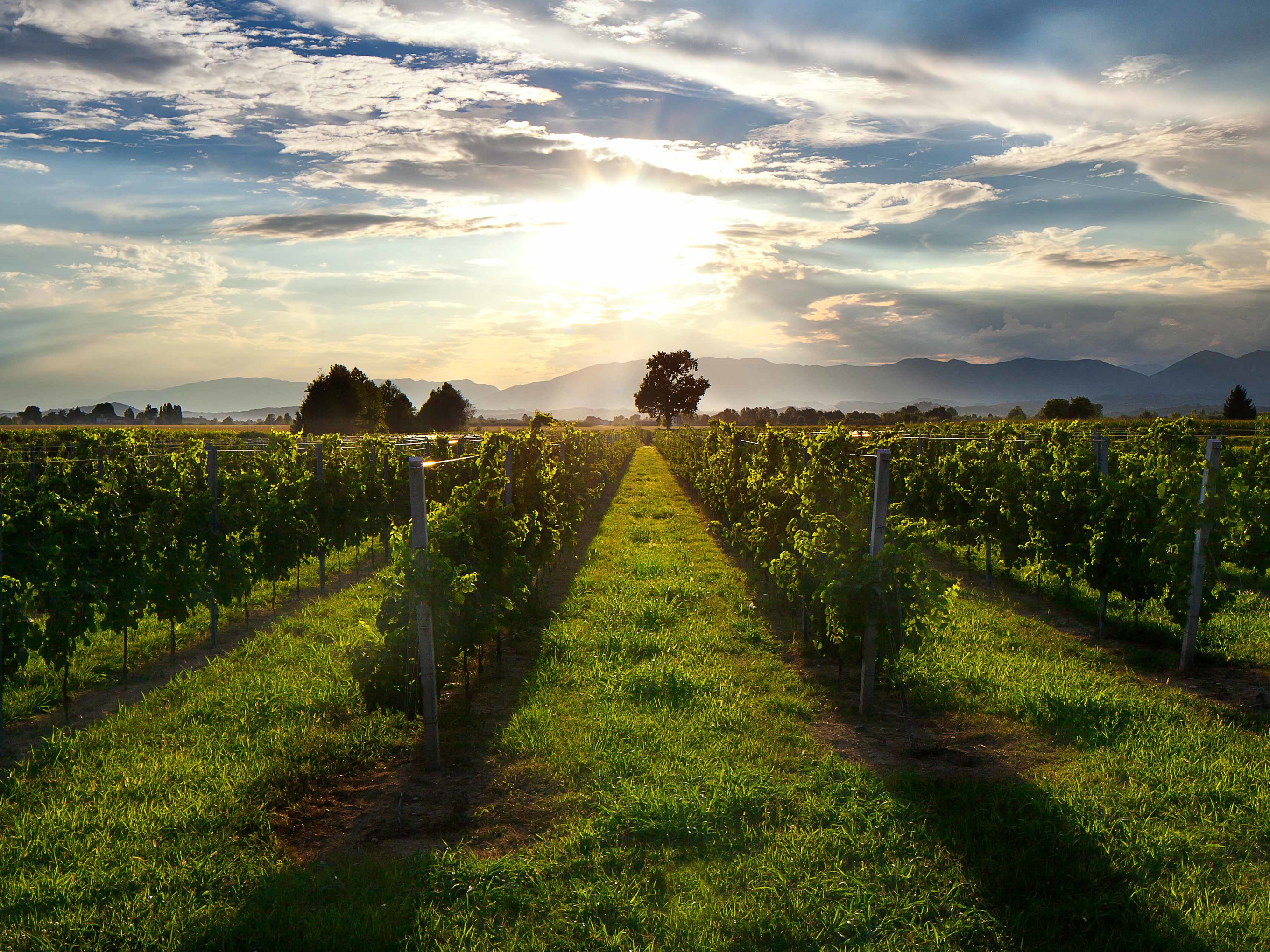 Das Anbaugebiet für Prosecco DOC zieht sich von Vicenza in Venetien bis nach Triest im Friaul.