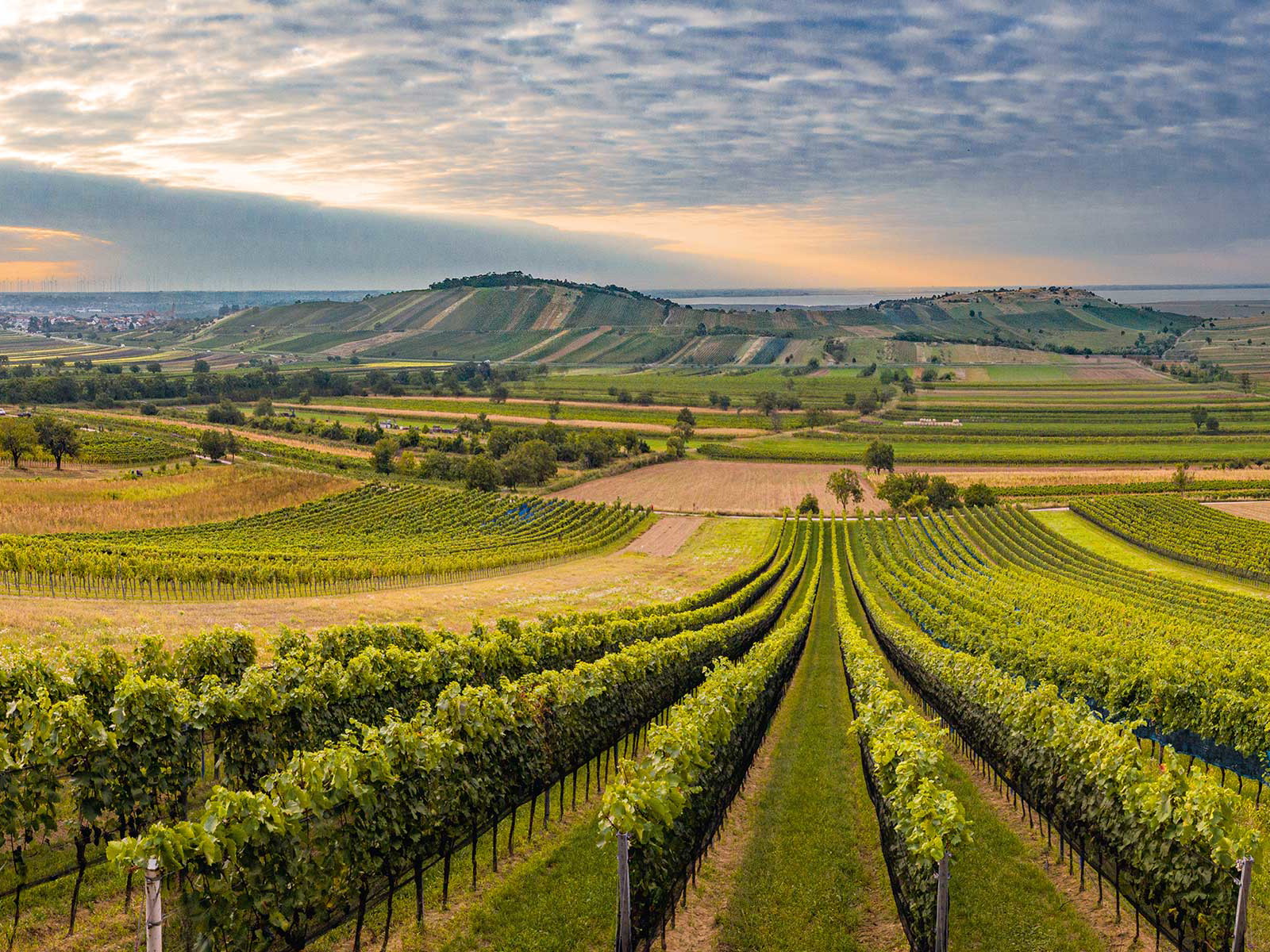 Leithaberg: Mit 2.878 Hektar die zweitgrößte Appellation des Burgenlands.