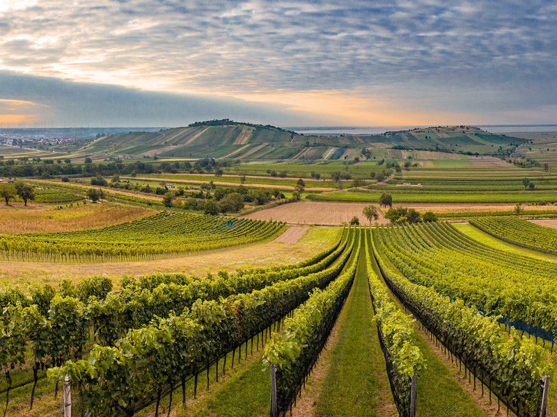 Leithaberg: Mit 2.878 Hektar die zweitgrößte Appellation des Burgenlands.