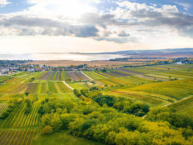Neusiedlersee: größtes Weinbaugebiet des Burgenlands.