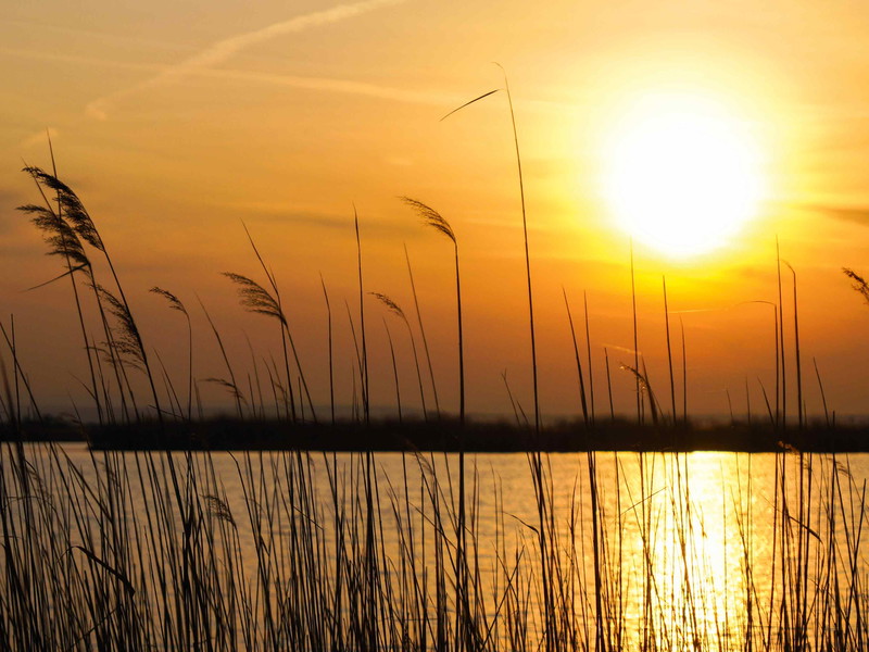 Der Neusiedler See