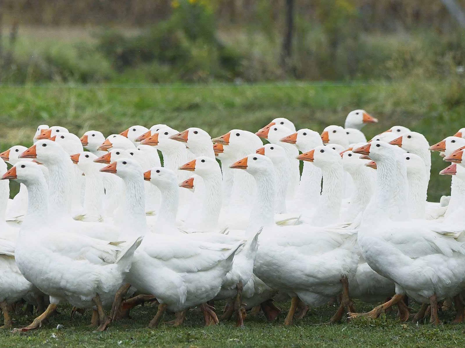 Weidegänse haben im Burgenland bereits eine jahrhundertelange Tradition.