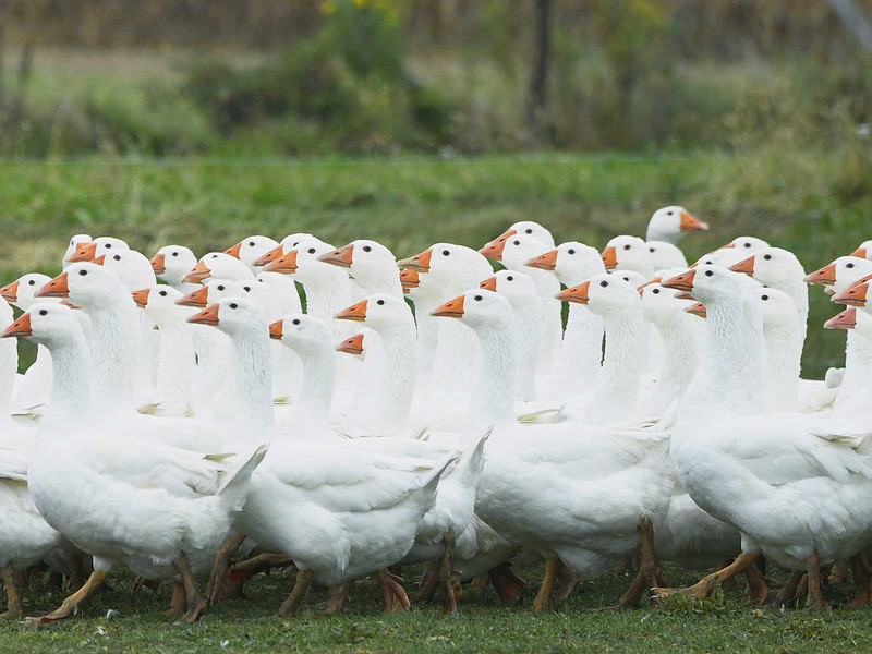Weidegänse haben im Burgenland bereits eine jahrhundertelange Tradition.