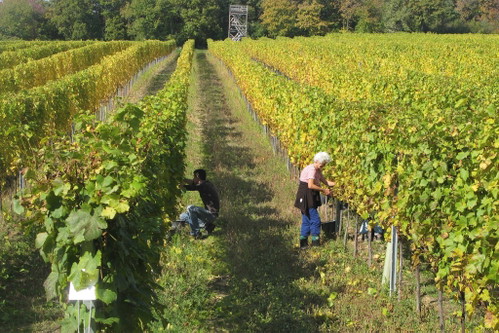 Paradeweingut Kollwenz in Großhöflein: konstante Qualität über Jahrzehnte.