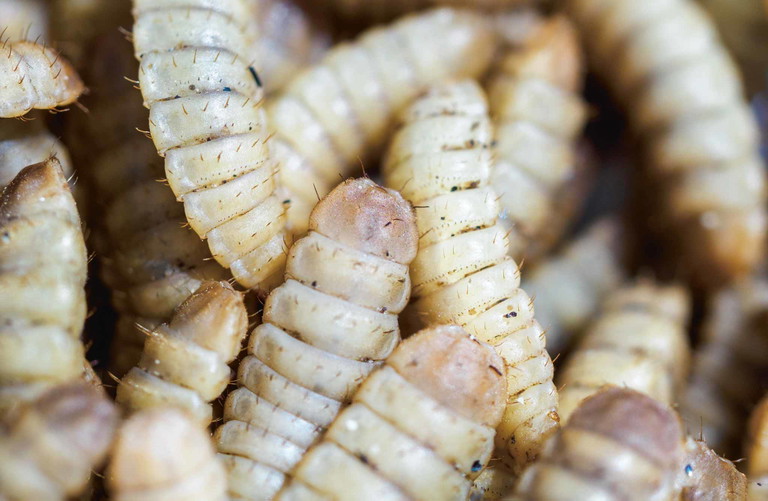 In der Debatte um die Verbesserung der Klimabilanz von Rindern scheint auch eine Nutzung von Insekten nicht ausgeschlossen.