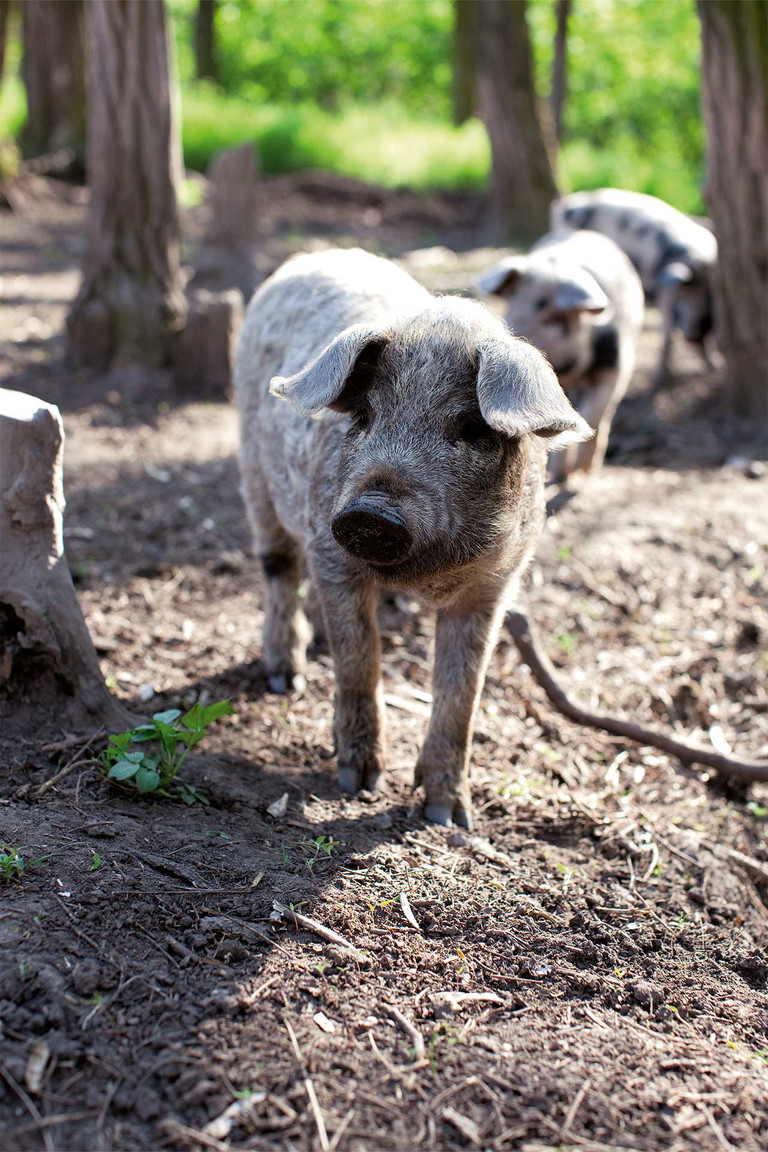 Die Ursprünge des Mangalitzas liegen wahrscheinlich am Balkan, im Burgenland aber fühlt es sich sauwohl.