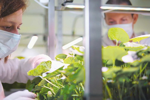 Der Exot unter den pannonischen Craft-Bieren ist das Wasabi Bier von PhytonIQ.&nbsp;