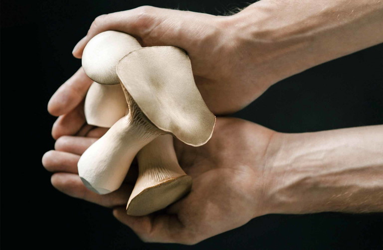 Pilze aller Art spielen eine grosse Rolle für den Ersatz von Fleisch.