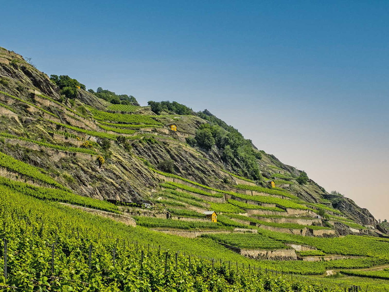 Rund 85 Prozent der gesamten Schweizer Syrah-Fläche befinden sich im Wallis.
