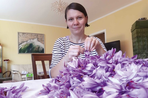 Safran aus dem Burgenland: Silvia Schermann versorgt mit ihrem Betrieb Krokusette Köche und Feinschmecker mit dem edlen Gewürz.