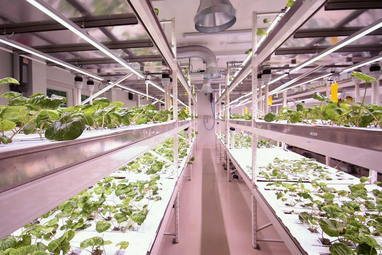 PhytonIQ: Eszter Simon und Martin Parapatits (siehe unten) betreiben in Oberwart einen Indoor-Wasabi-Anbau. Echter Wasabi wird besonders von Topköchen geschätzt.